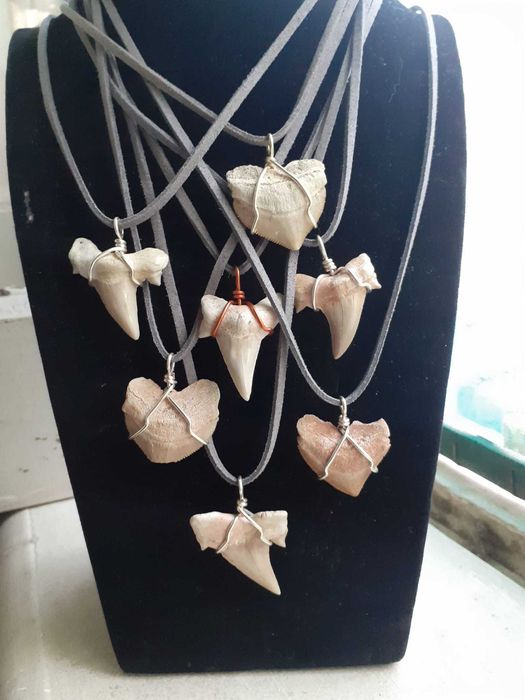 Dente tubarão fossilizado colares pachops trilobites amonits etc