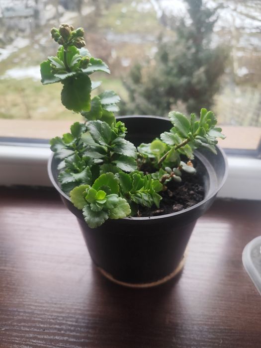 Каланхое рожеве кім.