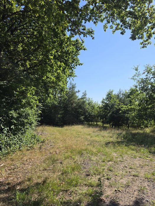 Działka z warunkami zabudowy Płocin/ Wolin Zachodniopomorskie