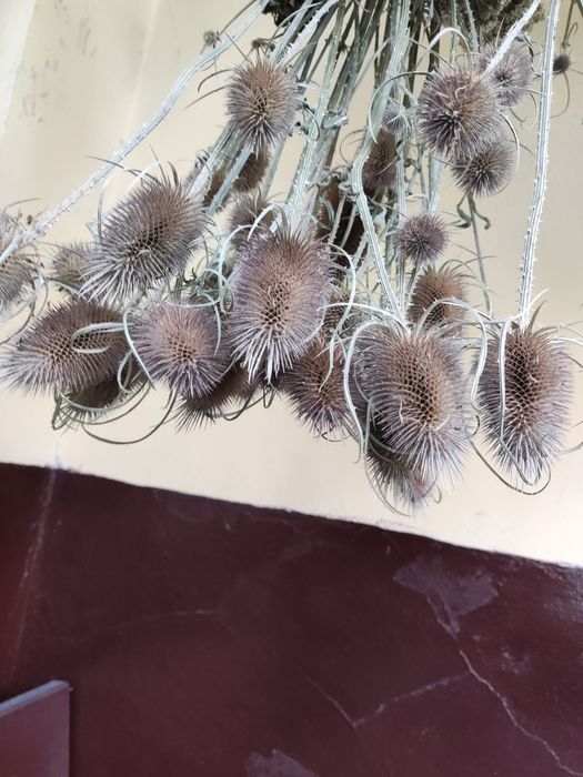 Szczeć naturalna Eco Boho