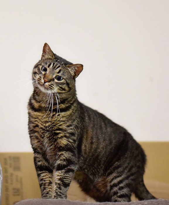 Кошка Кими ищет дом