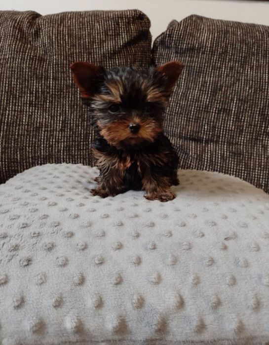 Miniaturowy chłopczyk Yorkshire Terrier