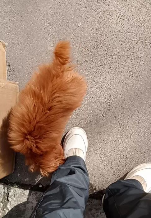 Підрощений хлопчик Мальтіпу F2
