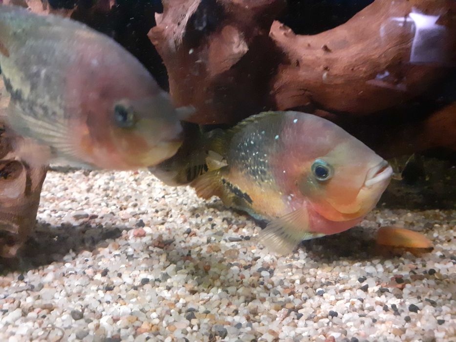 Pielęgnice wielobarwne