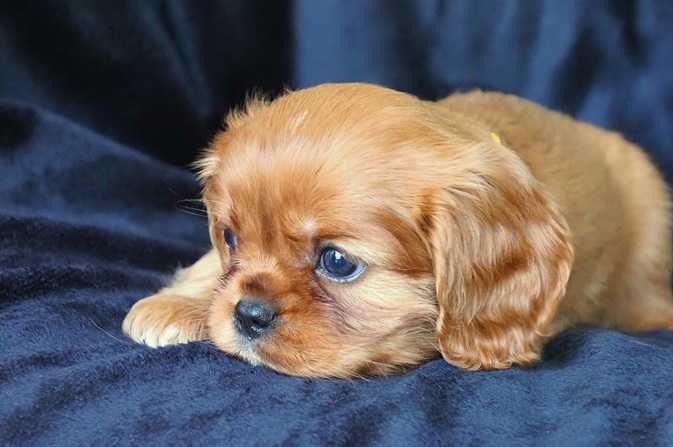 ZKwP - FCI - SUCZKA  Cavalier King Charles Spaniel
