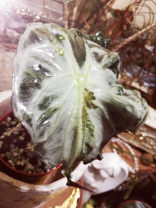 Alocasia VENOM bulwa aktywna RZADKOŚĆ kolekcjonerska nie variegata filodendron i Monstera
