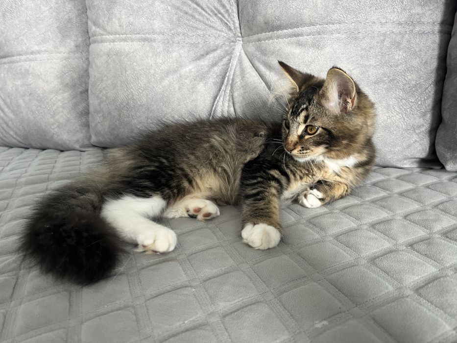 Котик Мейн-кунчик