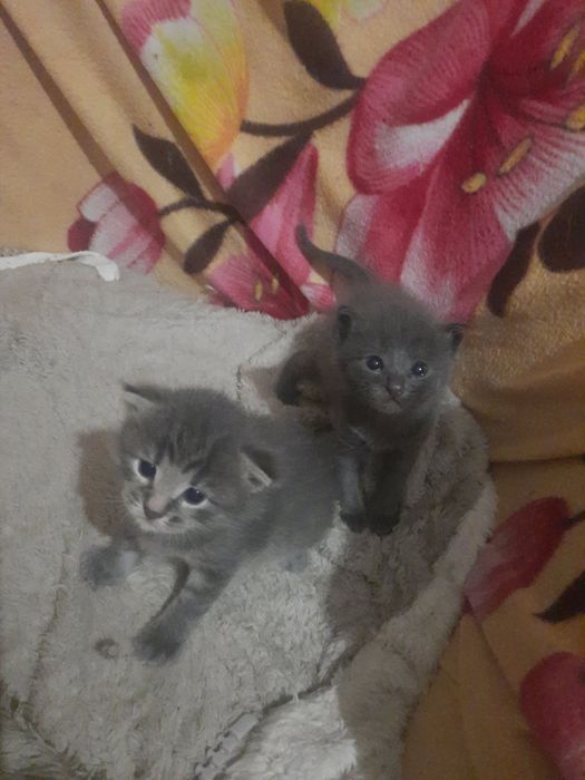 Котики домашні найкращі