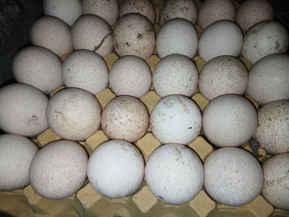 Jaja indycze jaja indycze