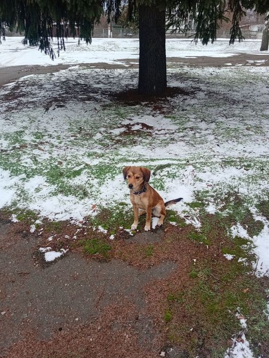 Собака безкоштовно