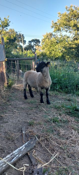 Malato Suffolk X southdow