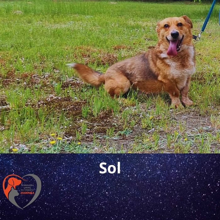 Sol-do adopcji schronisko Jasionka