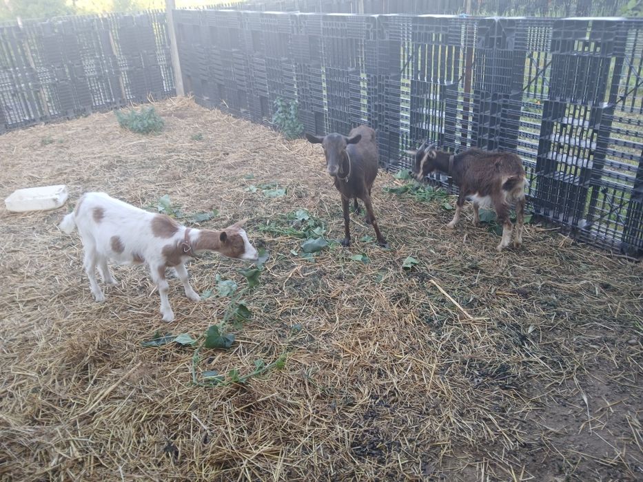6 cabras femeas e 1 macho com cerca de 1 ano