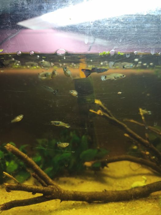 Guppies de várias cores