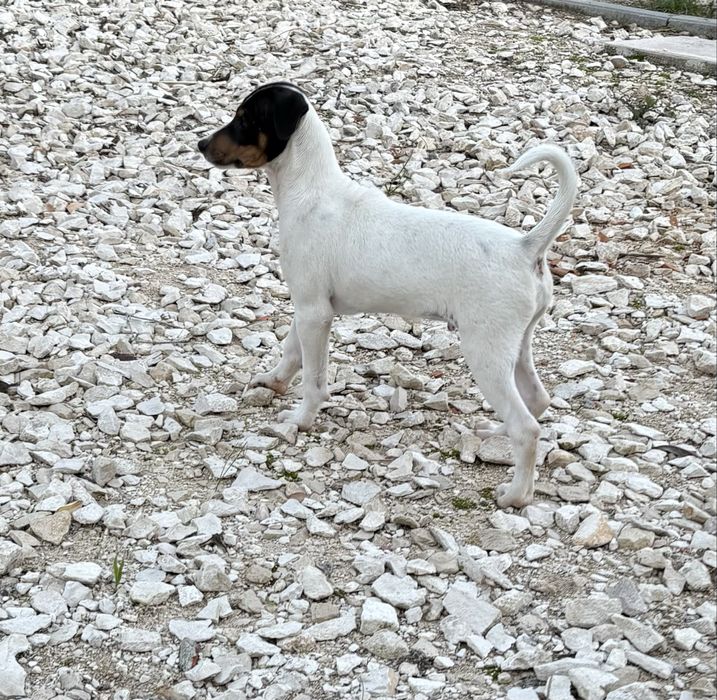 Ratonero Bodeguero Andaluz c/Pedigree