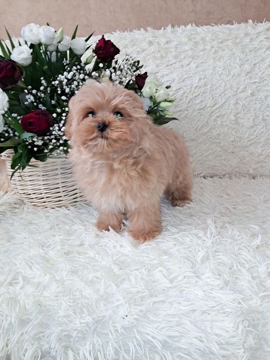 мальтіпу міні