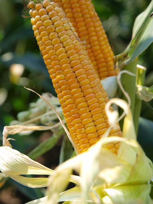 Kukurydza na ziarno AKTORO