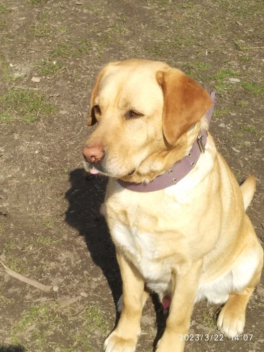 Лабрадор для вязки