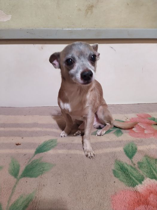 Домашняя передержка собак