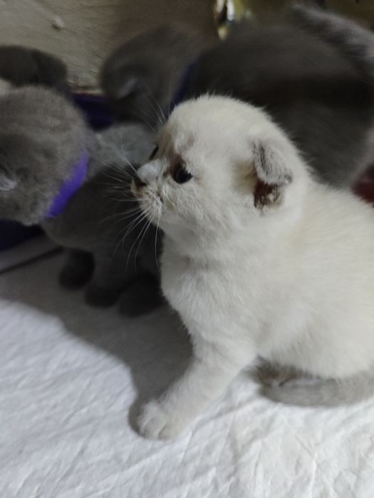 Шотландські  кошенята на бронювання
