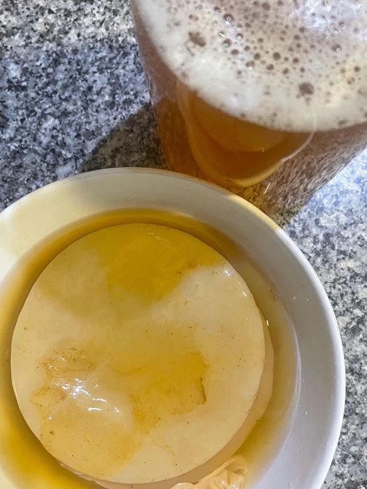 SCOBY de Kombucha (bolacha)