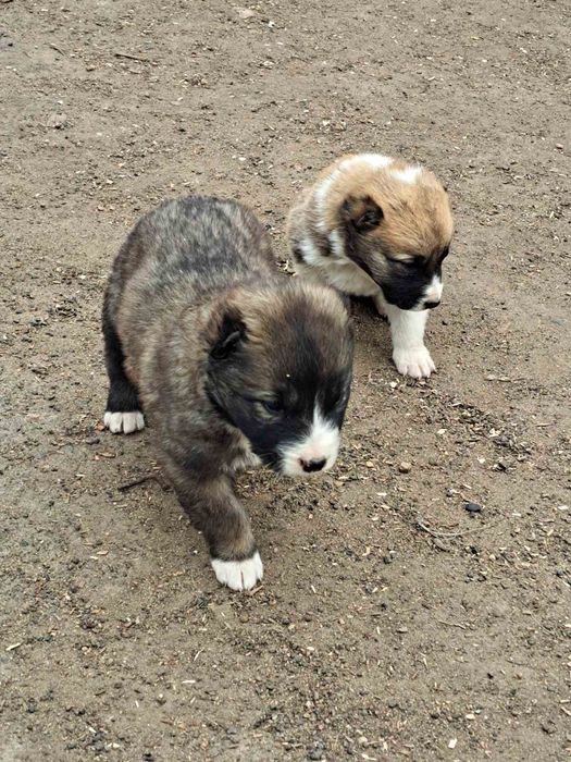 Продам Алабайчиків