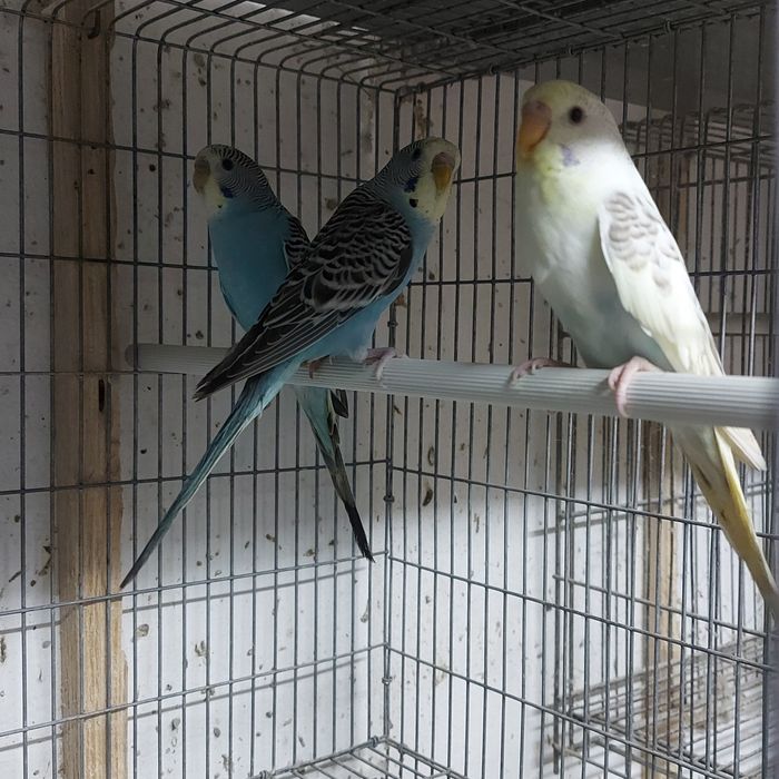 Periquitos Ondulados