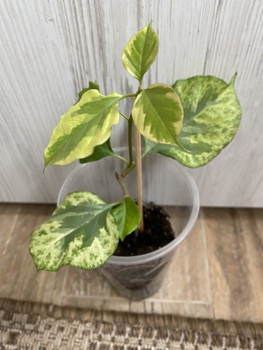 Бугенвілія, вкорінені живці, домашні вазони