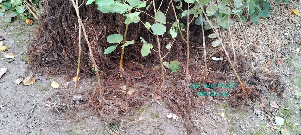 Саджанці фундука. Каталонський, Гарібальді, Трапезунд. Та інші.