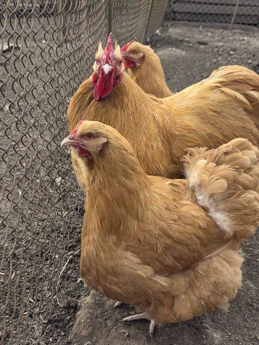 Інкубаційне яйце Орпінгтон