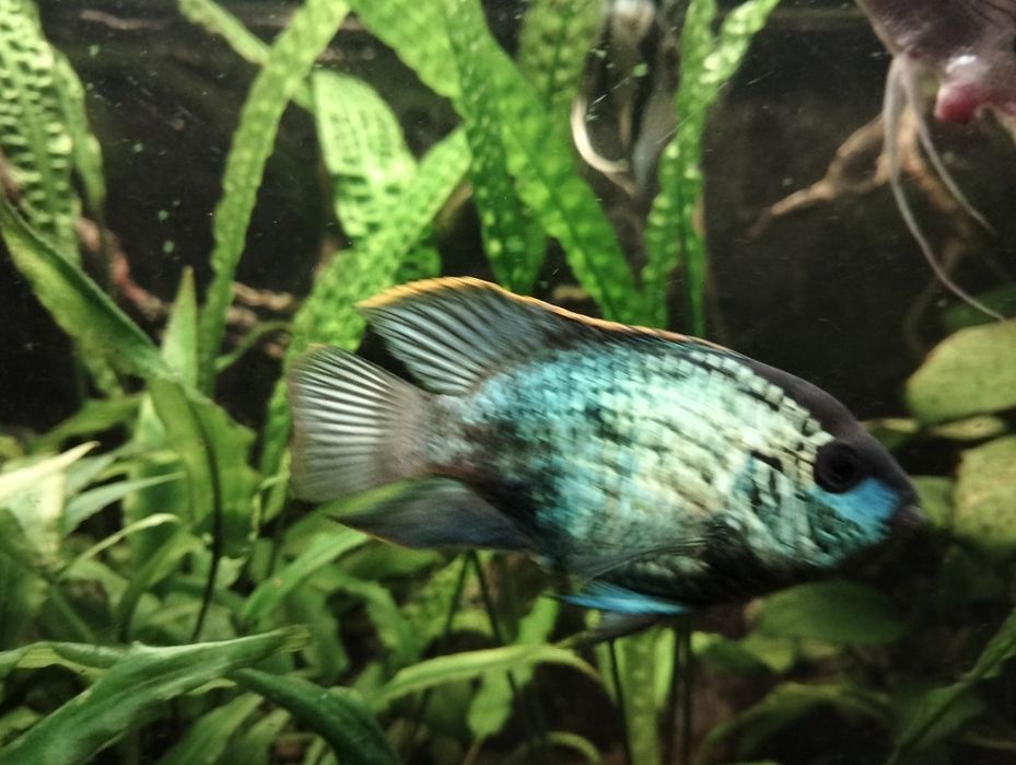 Akura electric blue - młode
