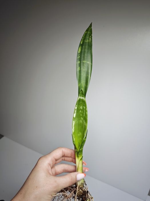 Sansevieria Banded Nelsoni