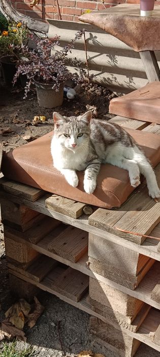 котик/кішечка /киця
