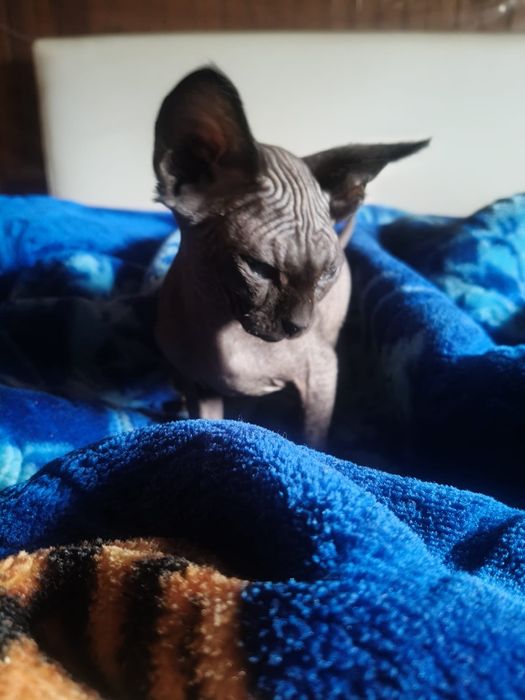 Gatinho macho escuro