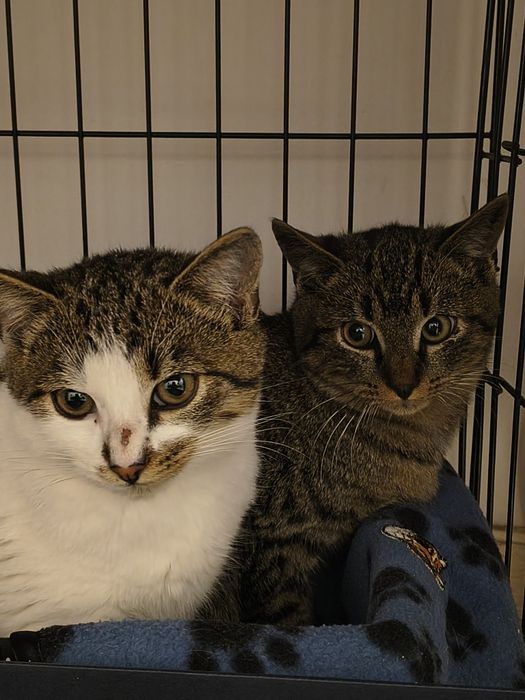 Nierasowiec, zwykły dachowiec