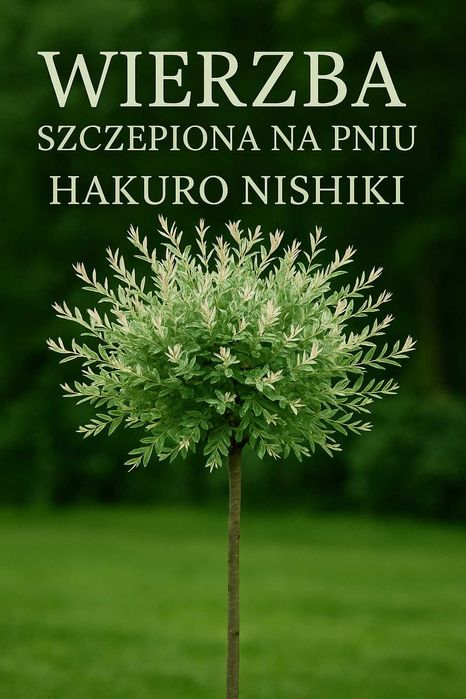 WIERZBA JAPOŃSKA Wierzby Japońskie Hakuro Nishiki szczepione na pniu