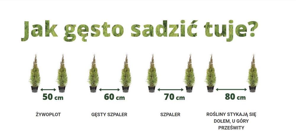 Tuja Tuje Thuja Szmaragd 30-40 cm. PRODUCENT, DOSTAWA GRATIS Naszym Transportem