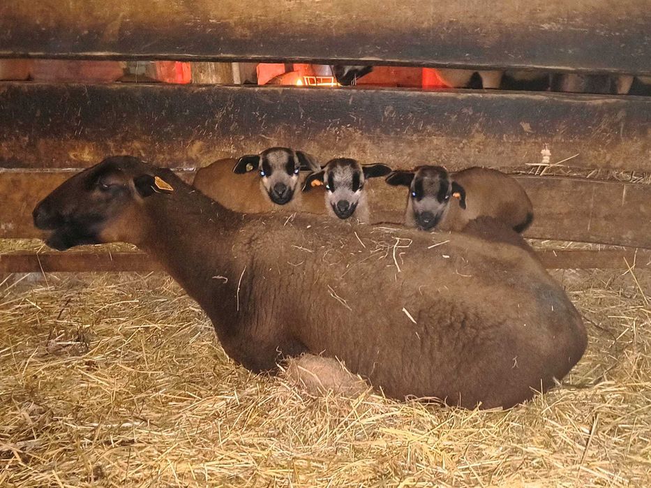 Owce barbados. Matki z młodymi.
