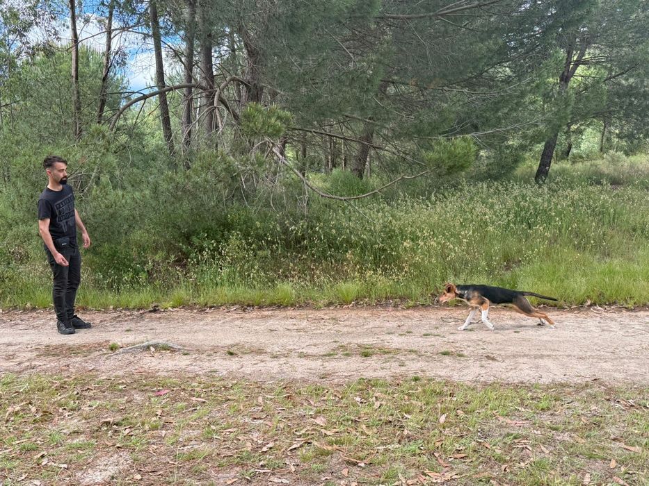 Dog Walking & Pet Sitting- passeios com Treino incluido