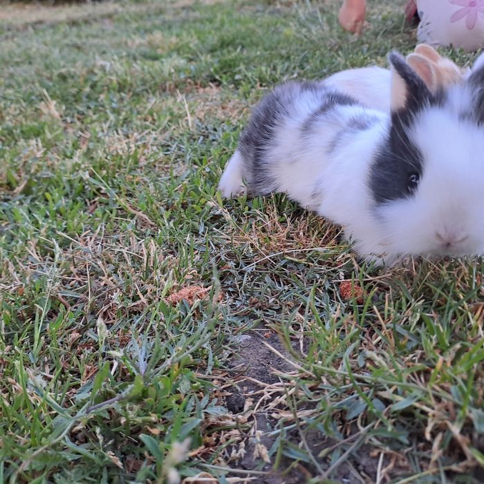 Sprzedam króliczki miniaturki