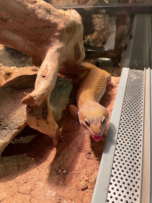 Gekon lamparci dorosła samiczka