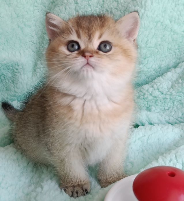 British shorthair golden chinchilla