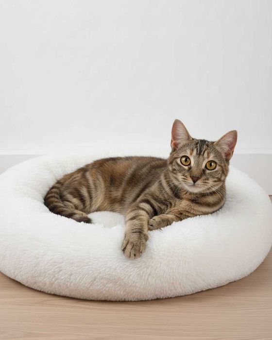 Setúbal / Margem Sul / Lisboa — ANA CLÁUDIA, gatinha para adoção