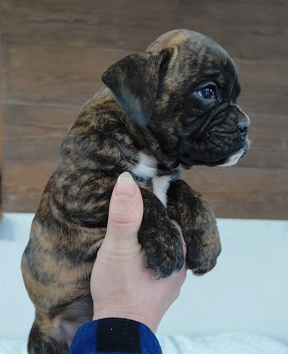 Bokser suczka,gotowa do odbioru