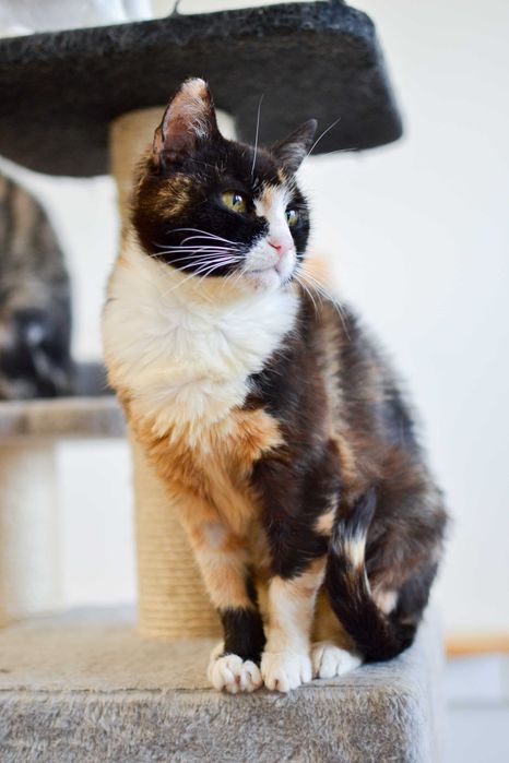 Wiktoria - spokojna, 6 letnia kotka do adopcji!
