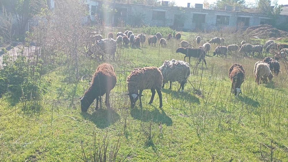 Продам овцы и бараны вівці та барани