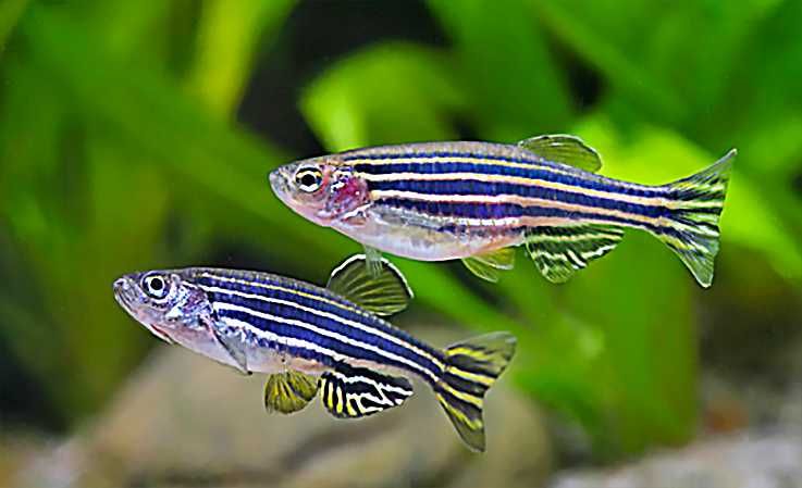 Danio pręgowany - Brachydanio zebra - Pręgowane - dowóz, wysyłka