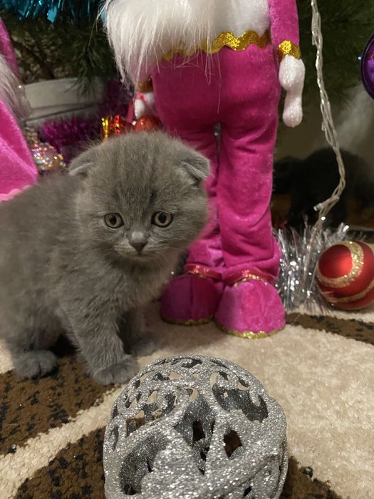 Блакитні красунчики