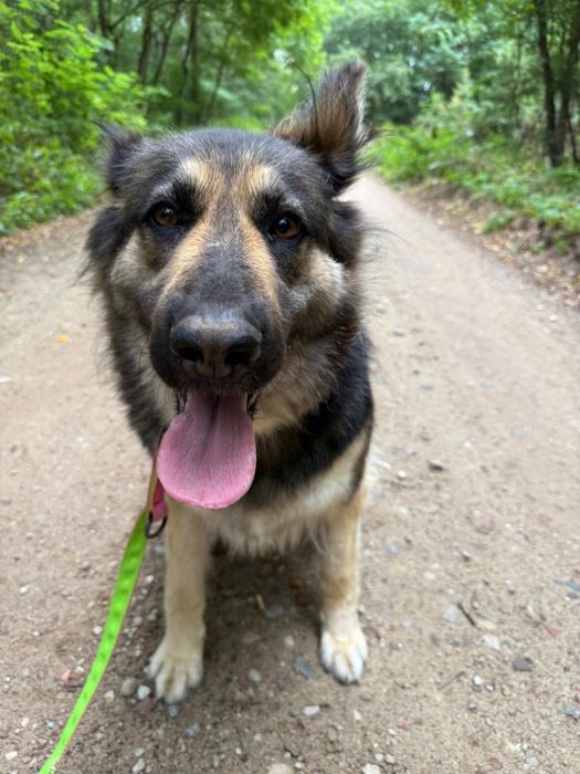 Lilith – puchata przytulanka w typie owczarka szuka swojego człowieka.