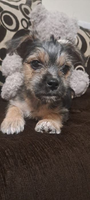 Sunia milusia szuka spokojnego domku dla siebie